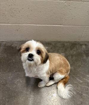 Rosie (Star) -  Shih Tzu Dog for Adoption in Newberg, Oregon - Rosie (Star) | PetCurious