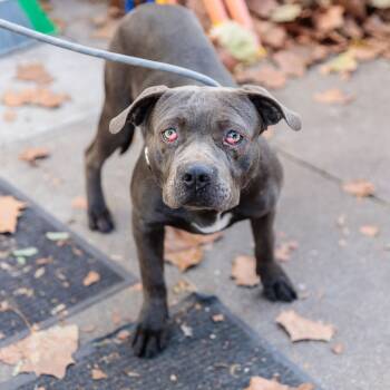 Pit Bull Terrier Dogs Available for Adoption - Butterfly | PetCurious