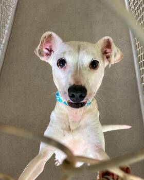 Mixed Breed Dogs Available for Adoption in Lacon, Illinois - Marcy | PetCurious