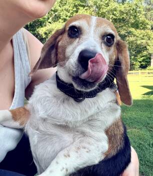 Lucy -  Beagle Dog for Adoption in Arlington, Virginia - Lucy | PetCurious