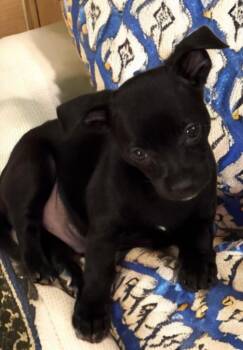 Rescue Chiweenie Dogs for Adoption in San Antonio, Texas - Bill | PetCurious