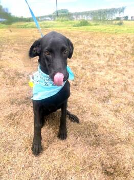 Rescue Black Labrador Retriever Dogs for Adoption - Marlo | PetCurious