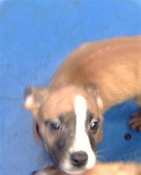 Mixed Breed Dogs Available for Adoption in Dallas, Texas - BLAZE | PetCurious