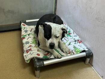 WALLY WACKFORD -  Pit Bull Terrier Dog for Adoption in Martinez, California - WALLY WACKFORD | PetCurious