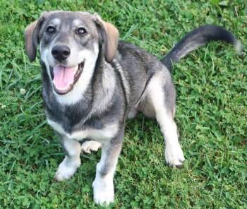 Clancy -  Corgi and Husky Dog for Adoption in Cuba, New York - Clancy | PetCurious