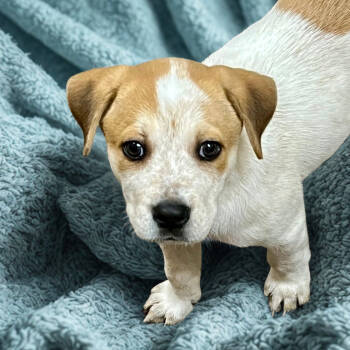 Rescue Cattle Dog Dogs for Adoption in Las Vegas, Nevada - Wish List | PetCurious