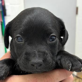 Isabella -  Black Labrador Retriever Dog for Adoption in Corpus Christi, Texas - Isabella | PetCurious