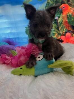 Kona -  Schnauzer and Terrier Dog for Adoption in Milton, Georgia - Kona | PetCurious