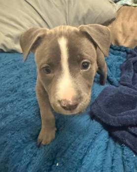 Hera -  Pit Bull Terrier Dog for Adoption in Rockwall, Texas - Hera | PetCurious