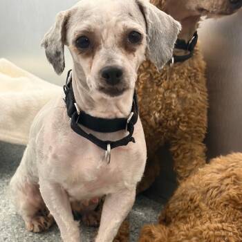 Ocean -  Mixed Breed Dog for Adoption in Mentor, Ohio - Ocean | PetCurious