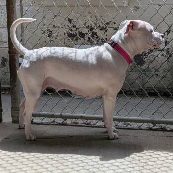 Pit Bull Terrier and Mixed Breed Dogs Available for Adoption in Greenville, Pennsylvania - Moon | PetCurious