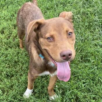 Bear -  Labrador Retriever and Australian Kelpie Dog for Adoption - Bear | PetCurious