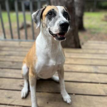 Rescue Hound Dogs for Adoption in Gainesville, Florida - Brady | PetCurious