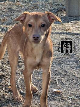 Rescue Chihuahua Dogs for Adoption in Omaha, Nebraska - Rufio | PetCurious