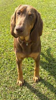 Bloodhound Dogs Available for Adoption in Walker, Louisiana - Presley | PetCurious