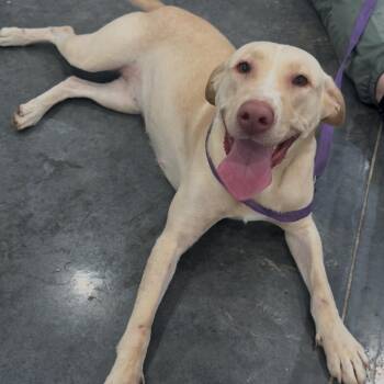 Ruby -  Yellow Labrador Retriever and Mixed Breed Dog for Adoption in Fairmont, West Virginia - Ruby | PetCurious