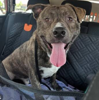 Rescue Pit Bull Terrier Dogs for Adoption in San Marcos, California - Adopt Me! I