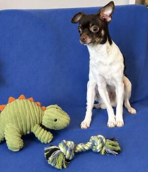 Burton -  Chihuahua Dog for Adoption in Cedartown, Georgia - Burton | PetCurious