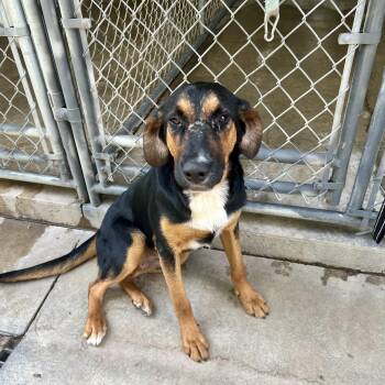 Linus -  Black And Tan Coonhound Dog for Adoption in Albany, Missouri - Linus | PetCurious