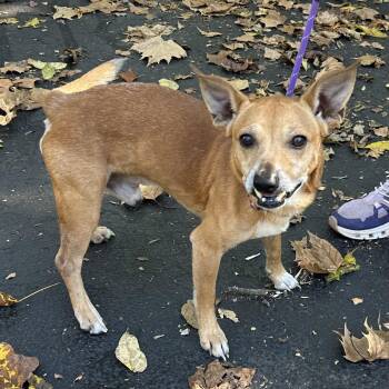 Brownie 2026 -  Chihuahua and Terrier Dog for Adoption in Cincinnati, Ohio - Brownie 2026 | PetCurious