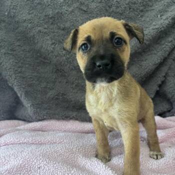 Labrador Retriever and Mixed Breed Dogs Available for Adoption in North Charleston, South Carolina - Hinge | PetCurious