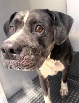 TOM -  Mixed Breed Dog for Adoption in Dallas, Texas - TOM | PetCurious