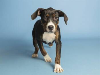 NAPKINS -  Treeing Walker Coonhound Dog for Adoption in Phoenix, Arizona - NAPKINS | PetCurious
