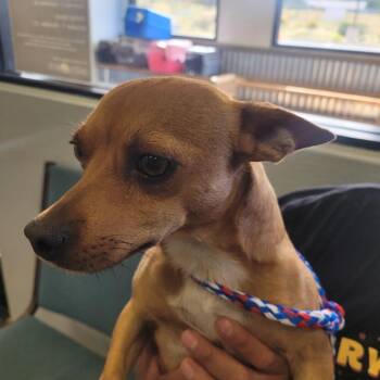 Papi -  Chihuahua Dog for Adoption in Flagstaff, Arizona - Papi | PetCurious