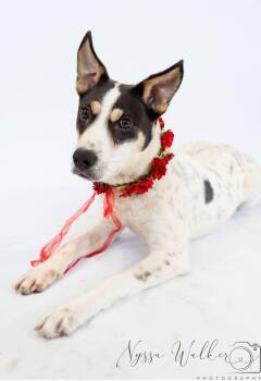 Mixed Breed Dogs Available for Adoption in Sapulpa, Oklahoma - Fleiz | PetCurious