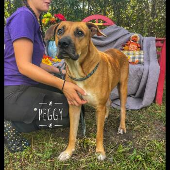 Rescue Black Mouth Cur Dogs for Adoption in Sebring, Florida - Peggy | PetCurious