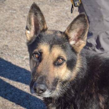 German Shepherd Dog Dogs Available for Adoption - Ruffin | PetCurious