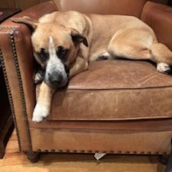 Mixed Breed Dogs Available for Adoption - Billy | PetCurious