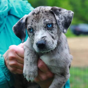 Catahoula Leopard Dog and Mixed Breed Dogs Available for Adoption in Eastford, Connecticut - CT Chanterelle Avail May 30 (Ellington, CT) | PetCurious