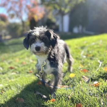 Tootsie -  Mixed Breed Dog for Adoption in Buffalo, Minnesota - Tootsie | PetCurious