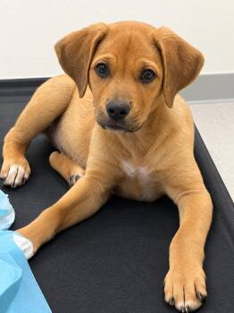 Ando -  Retriever and Shepherd Dog for Adoption in Longmont, Colorado - Ando | PetCurious