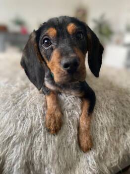 Dachshund and Bluetick Coonhound Dogs Available for Adoption in Greenlawn, New York - Josephine | PetCurious