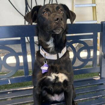 Dorothy Ann -  Mixed Breed Dog for Adoption in San Francisco, California - Dorothy Ann | PetCurious
