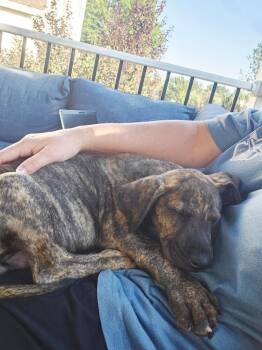 Cole2 -  German Shepherd Dog and Boxer Dog for Adoption in Littleton, Colorado - Cole2 | PetCurious