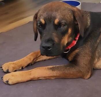 Dolly -  Rottweiler and Mixed Breed Dog for Adoption in Los Angeles, California - Dolly | PetCurious
