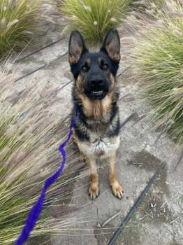 German Shepherd Dog Dogs Available for Adoption in Tustin, California - TUMBO | PetCurious