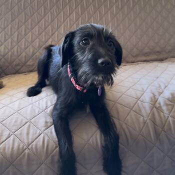 Rose -  Mixed Breed Dog for Adoption in Pacific Grove, California - Rose | PetCurious