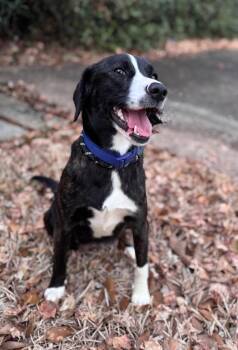 Beagle Dogs Available for Adoption - Jackie | PetCurious