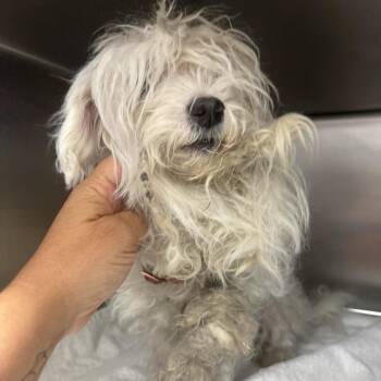 Gabby-RTO -  Maltese and Poodle Dog for Adoption in East St. Louis, Illinois - Gabby-RTO | PetCurious