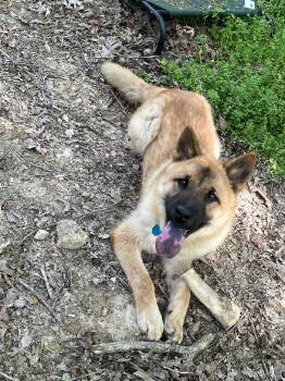 Rescue German Shepherd Dog Dogs for Adoption in Manchester, Connecticut - CHANCE | PetCurious