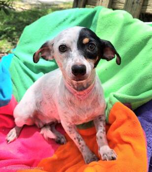 Maylee MV14526-T -  Jack Russell Terrier Dog for Adoption in Missouri City, Texas - Maylee MV14526-T | PetCurious