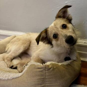 Cattle Dog Dogs Available for Adoption in New York, New York - Fauna | PetCurious