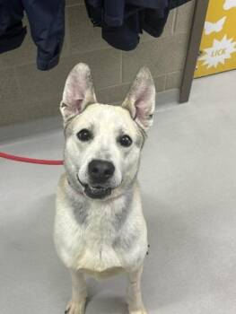 Ranger -  Husky Dog for Adoption in Bolton, Ontario - Ranger | PetCurious