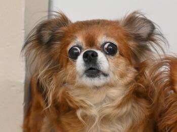 Pomeranian and Chihuahua Dogs Available for Adoption - Silky | PetCurious