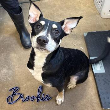 Husky and Mixed Breed Dogs Available for Adoption - Brookie | PetCurious