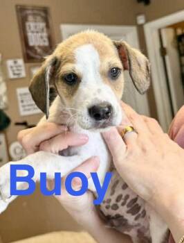 Buoy -  Beagle and Jack Russell Terrier Dog for Adoption in Austin, Texas - Buoy | PetCurious
